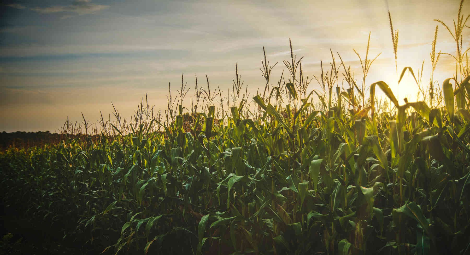 page-bottom-cornfield